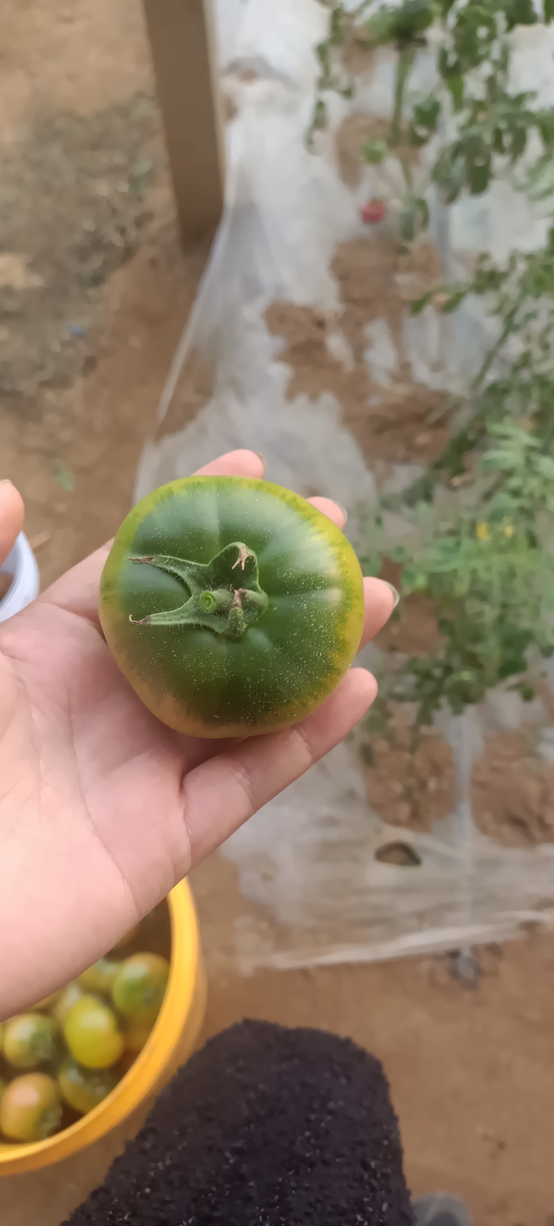 海阳草莓西红柿大量上市有需老的老板可以联系我