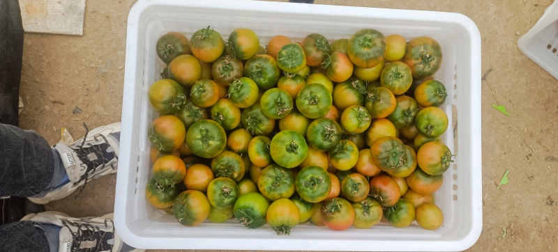 海阳草莓西红柿大量上市有需老的老板可以联系我