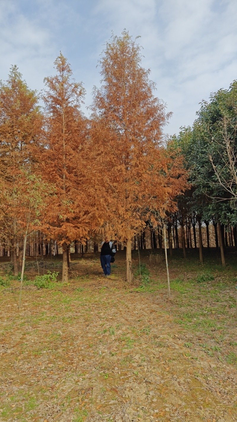 江苏盐城东台15公分水杉清地