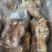 【熟食牛蹄】全去骨熟牛蹄，每一个独立真空包装，