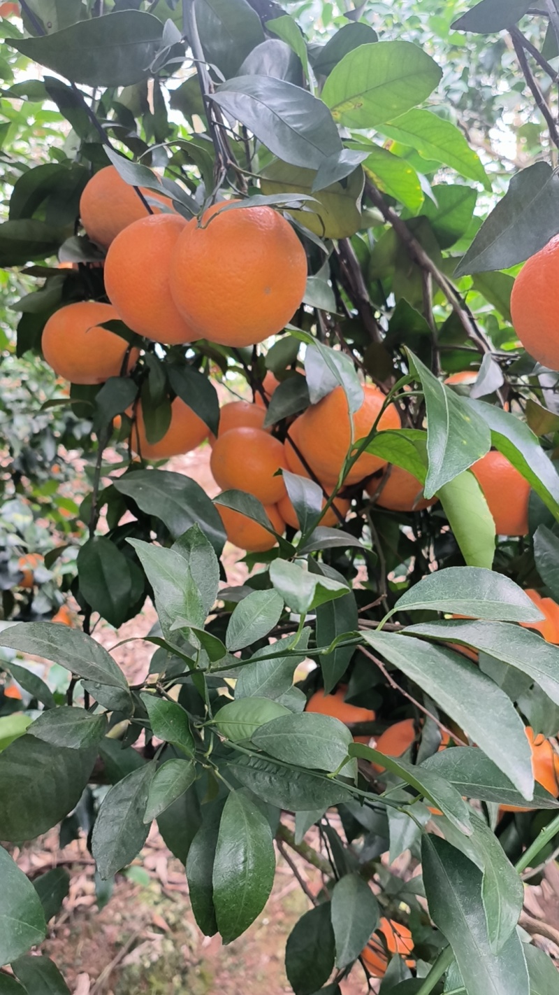 【热卖中】广西崇左市扶绥县万亩沃柑种植地已全面上市
