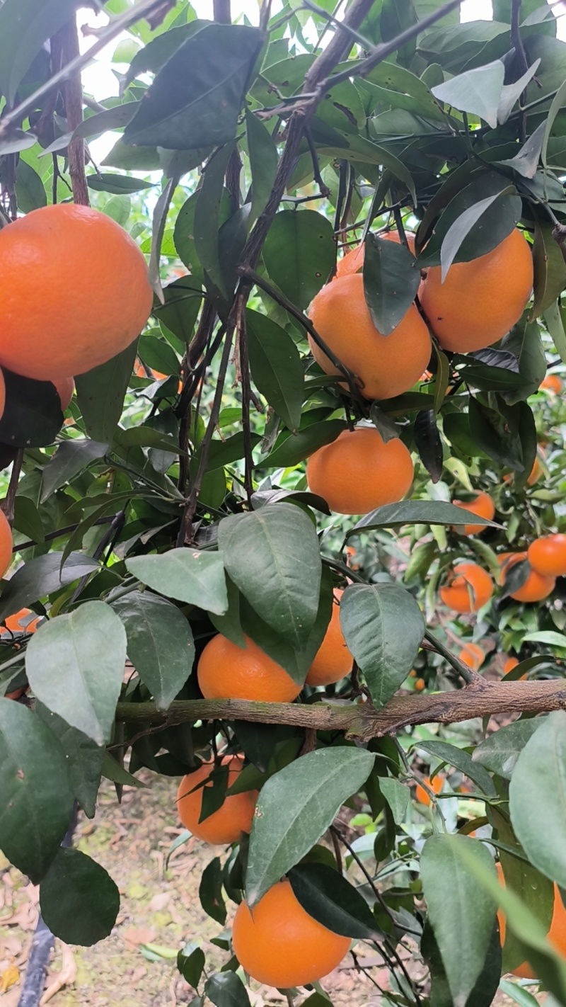 【热卖中】广西崇左市扶绥县万亩沃柑种植地已全面上市