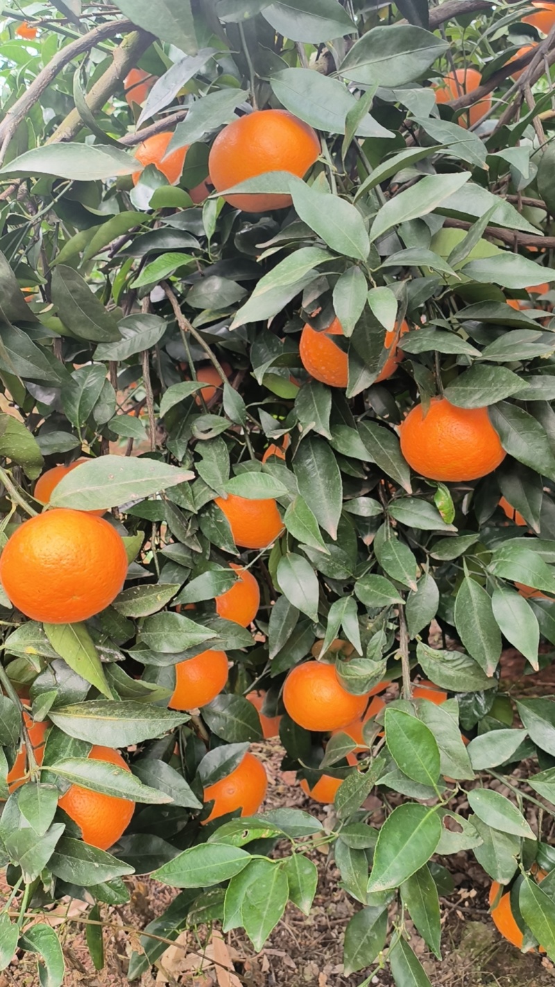 【热卖中】广西崇左市扶绥县万亩沃柑种植地已全面上市