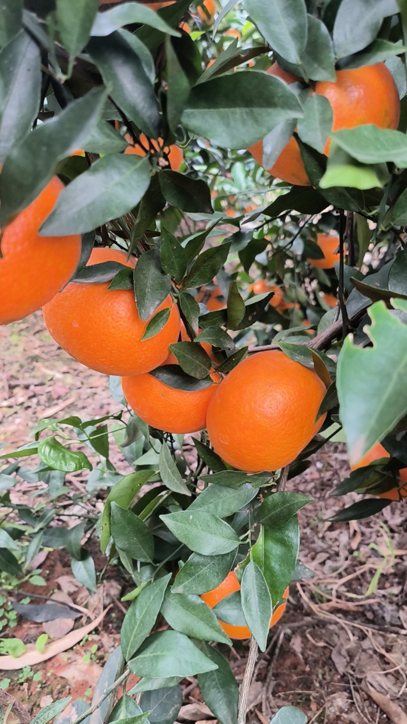 【热卖中】广西崇左市扶绥县万亩沃柑种植地已全面上市
