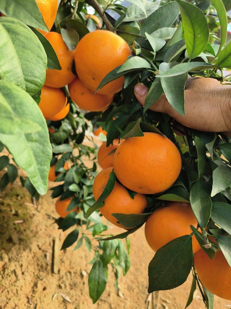 【热卖中】广西崇左市扶绥县万亩沃柑种植地已全面上市
