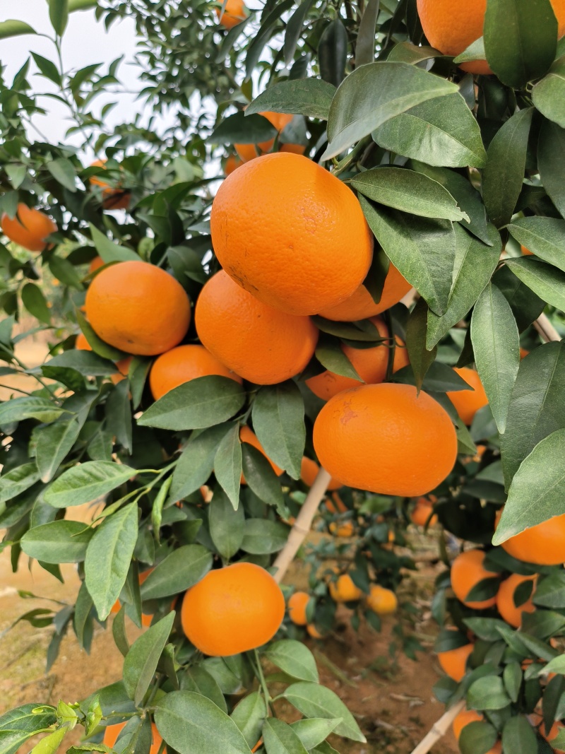 【热卖中】广西崇左市扶绥县万亩沃柑种植地已全面上市