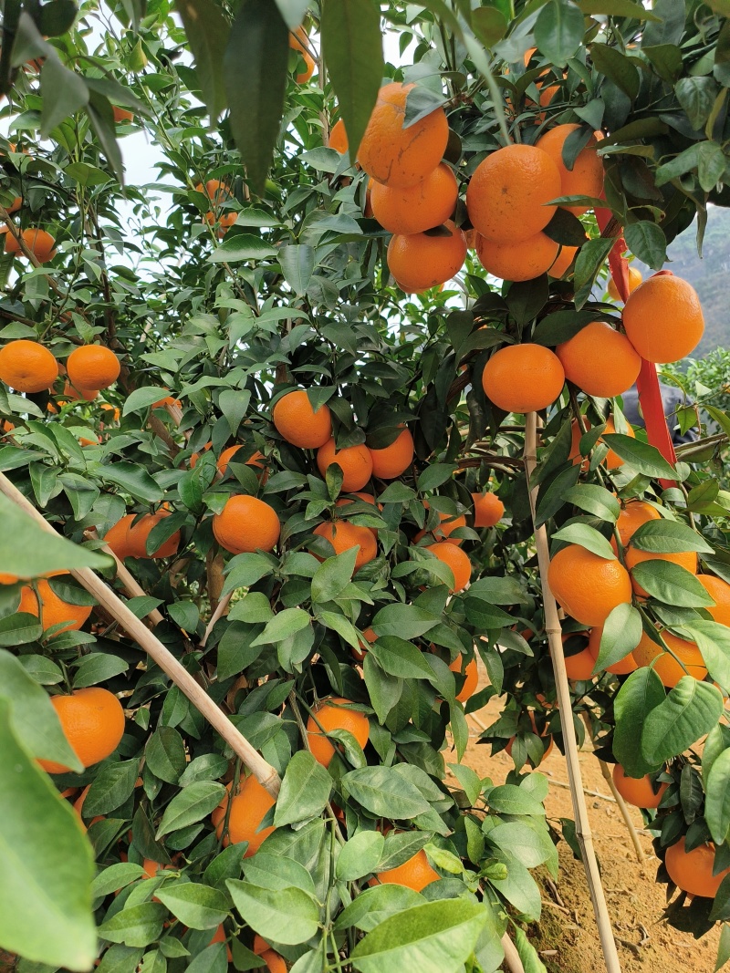 【热卖中】广西崇左市扶绥县万亩沃柑种植地已全面上市