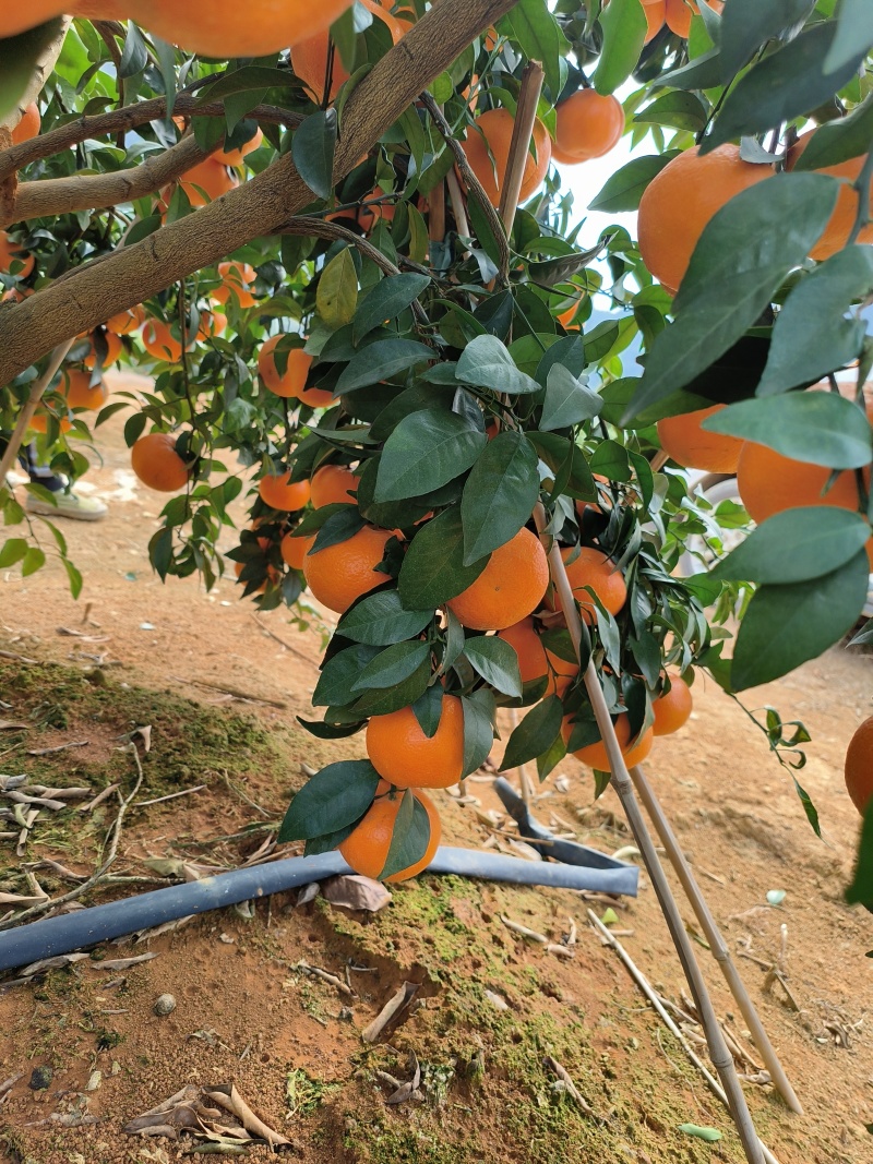 【热卖中】广西崇左市扶绥县万亩沃柑种植地已全面上市