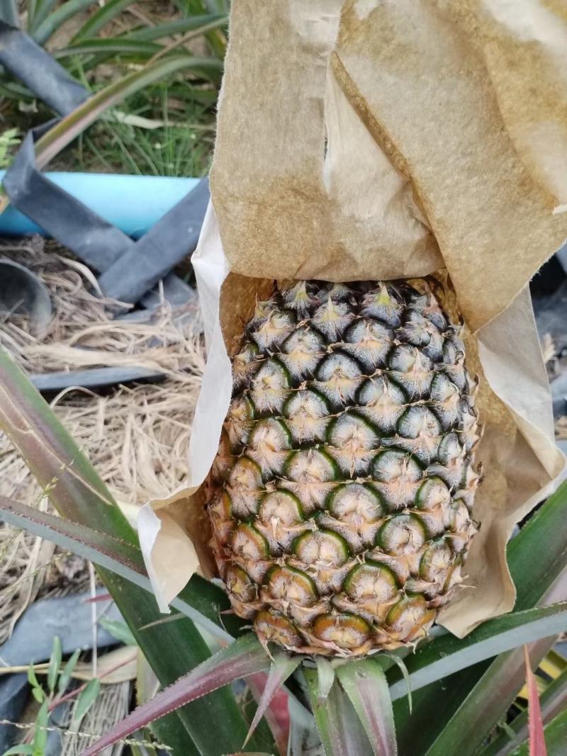 金钻凤梨