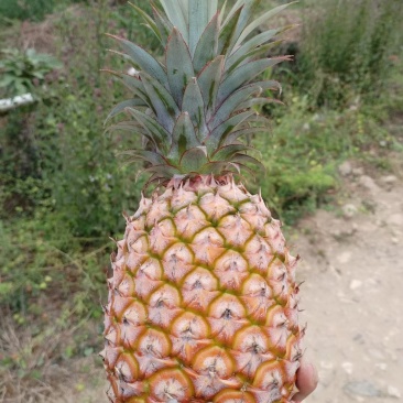 金钻凤梨