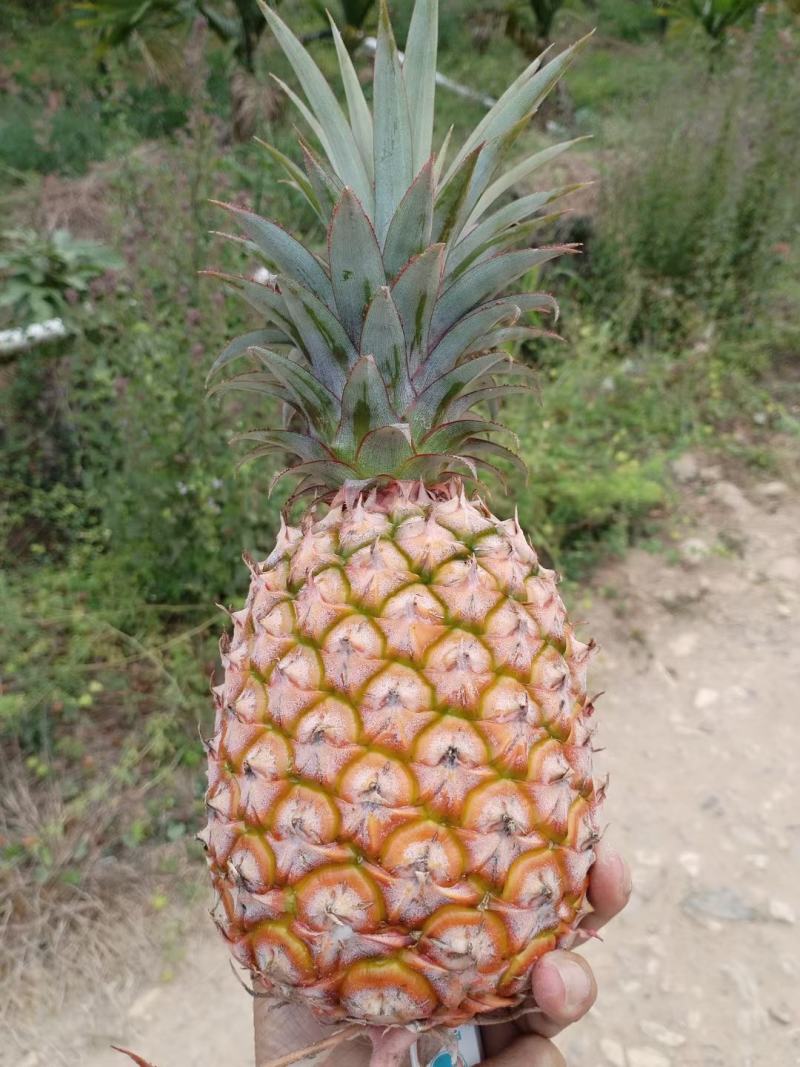 金钻凤梨