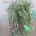 贡菜大量有货价格便宜对接商超火锅店市场
