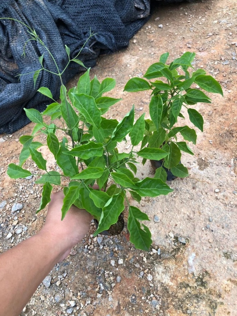 三斤袋炮仗花