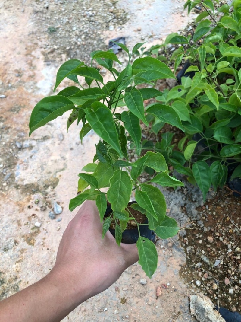 三斤袋炮仗花