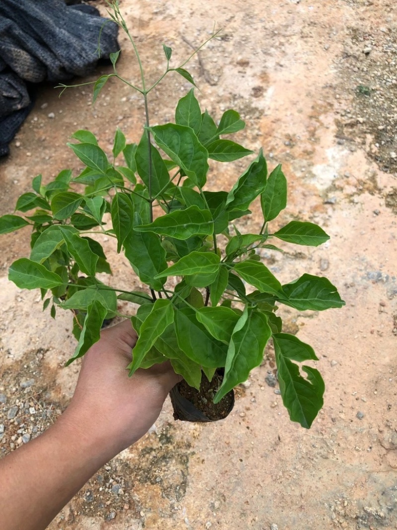 三斤袋炮仗花
