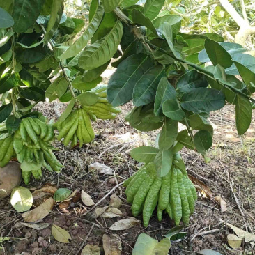 佛手、观赏果