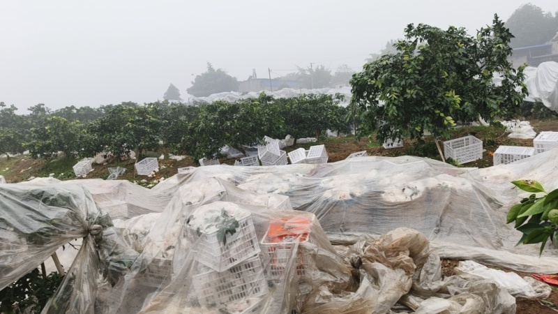 四川春见粑粑柑，产地直销，一手货源，规格齐全，质量保证