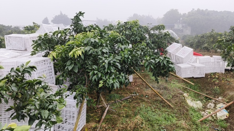 四川春见粑粑柑，产地直销，一手货源，规格齐全，质量保证