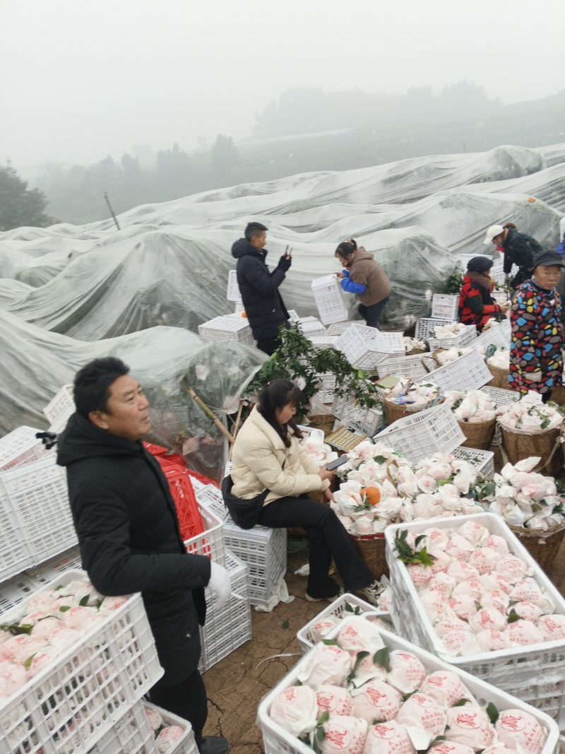 四川春见粑粑柑，产地直销，一手货源，规格齐全，质量保证