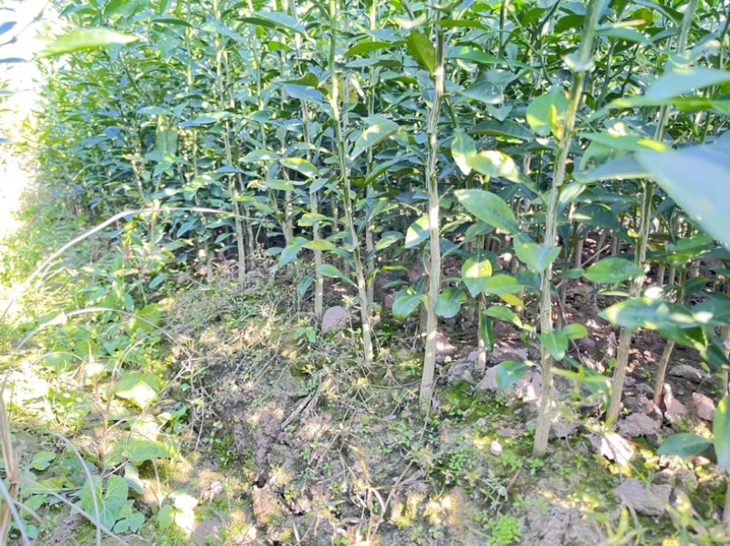 香橙苗，小叶香橙，四川资阳香橙基地货源直发量大价优