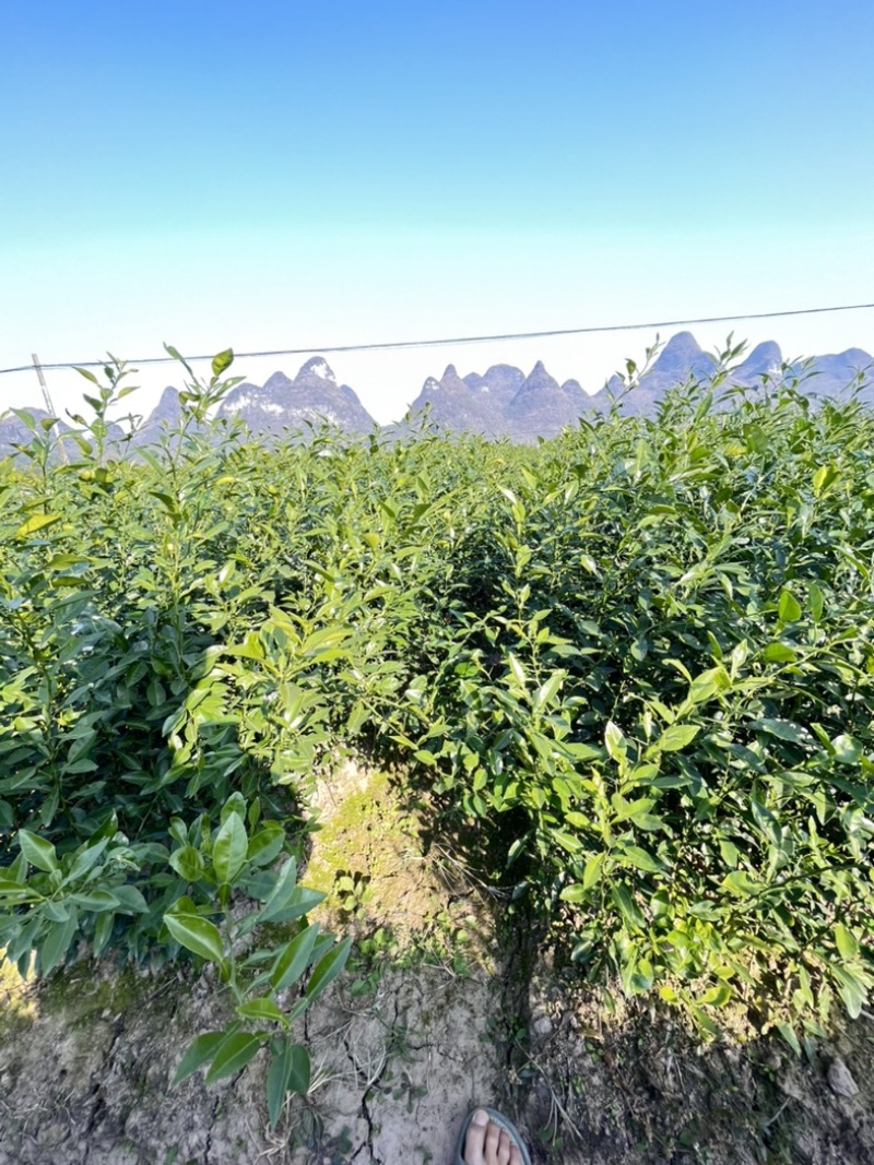 香橙苗，小叶香橙，四川资阳香橙基地货源直发量大价优