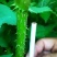 刺嫩芽苗，刺龙芽小苗，货以不多了需要的朋友联系我基地看货