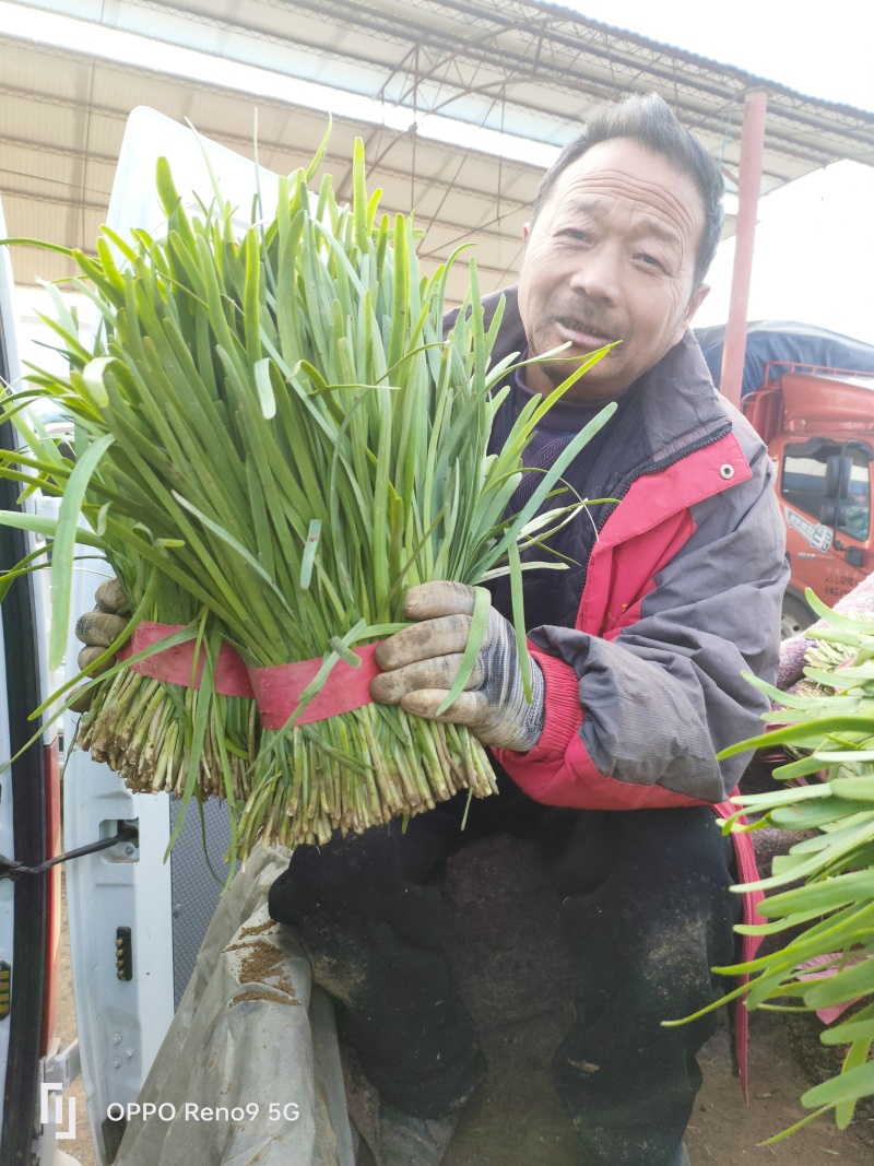山东精品韭菜，品质保证，大量有货，欢迎来电咨询