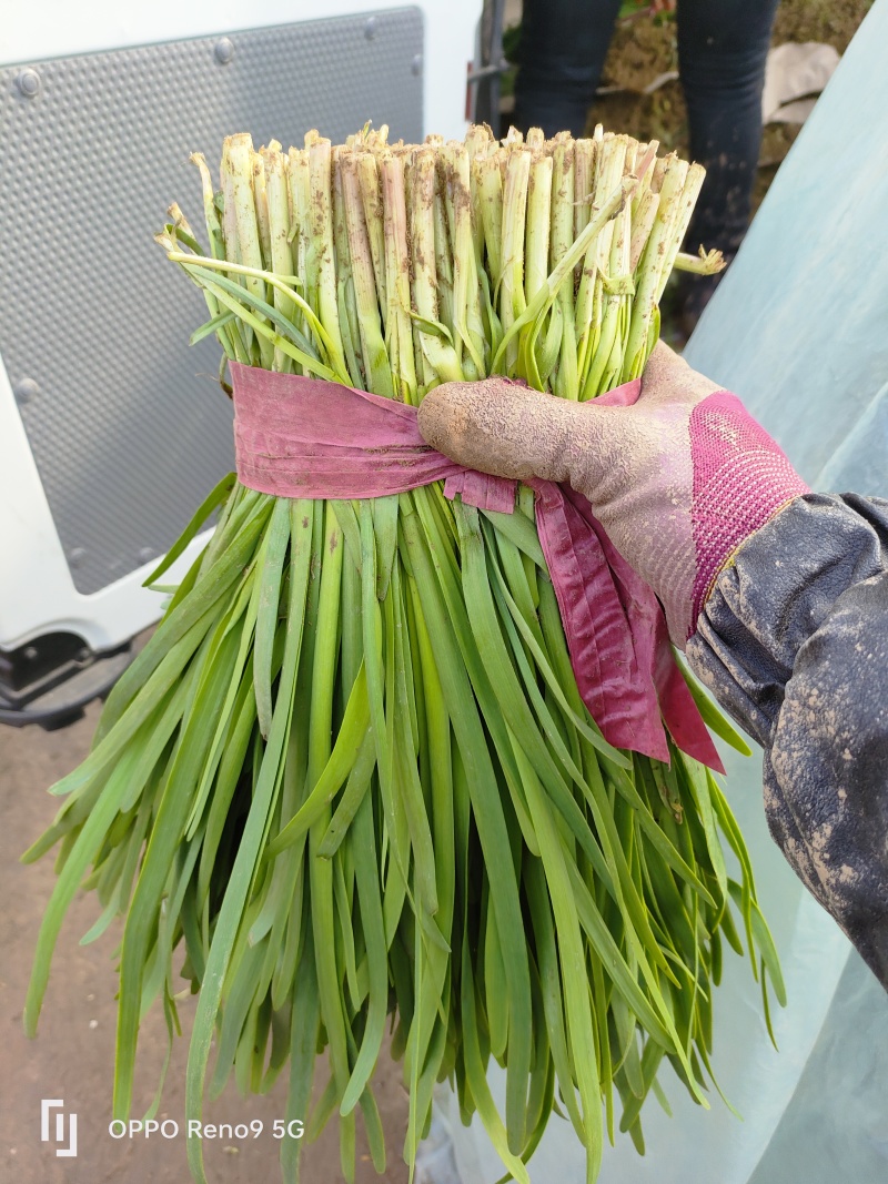 山东精品韭菜，品质保证，大量有货，欢迎来电咨询