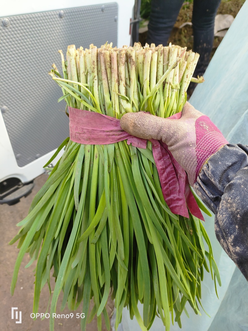 山东精品韭菜，品质保证，大量有货，欢迎来电咨询