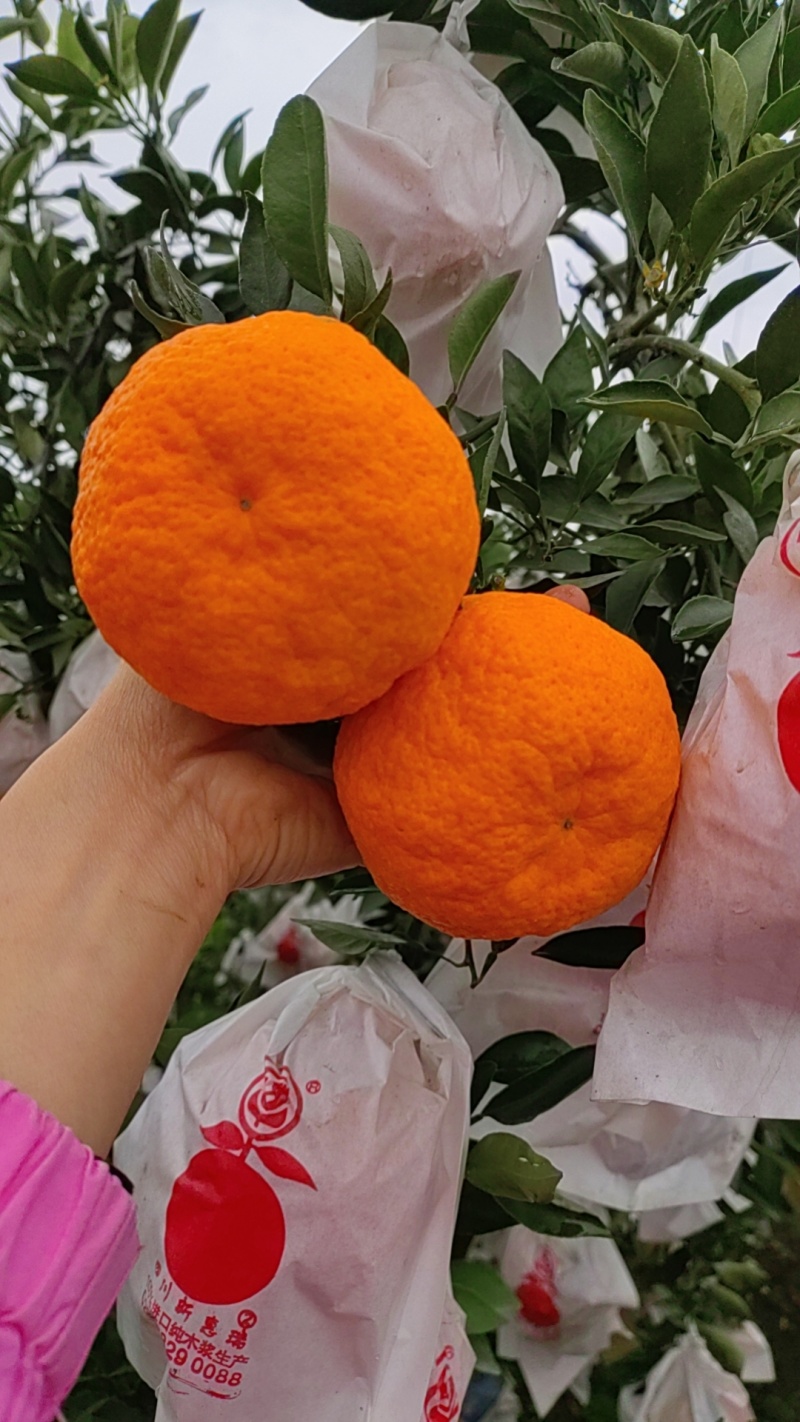 耙耙柑（春见）大量上市，口感甜，皮张好