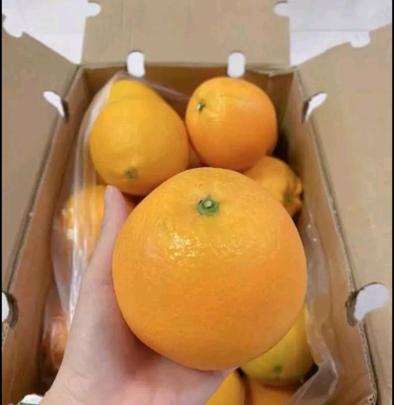 道州脐橙夏橙出口迪拜赣南脐橙农场直发果大口感甜发货全国