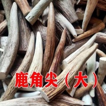 鹿角尖吉林双阳梅花鹿之乡免费打粉鹿角实心把件料雕刻原料把