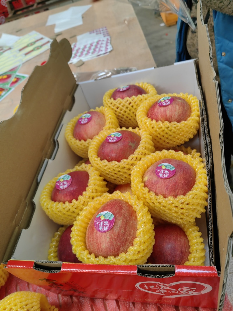 辽宁省葫芦岛市绥中恒温库各种苹果礼盒加工中，
