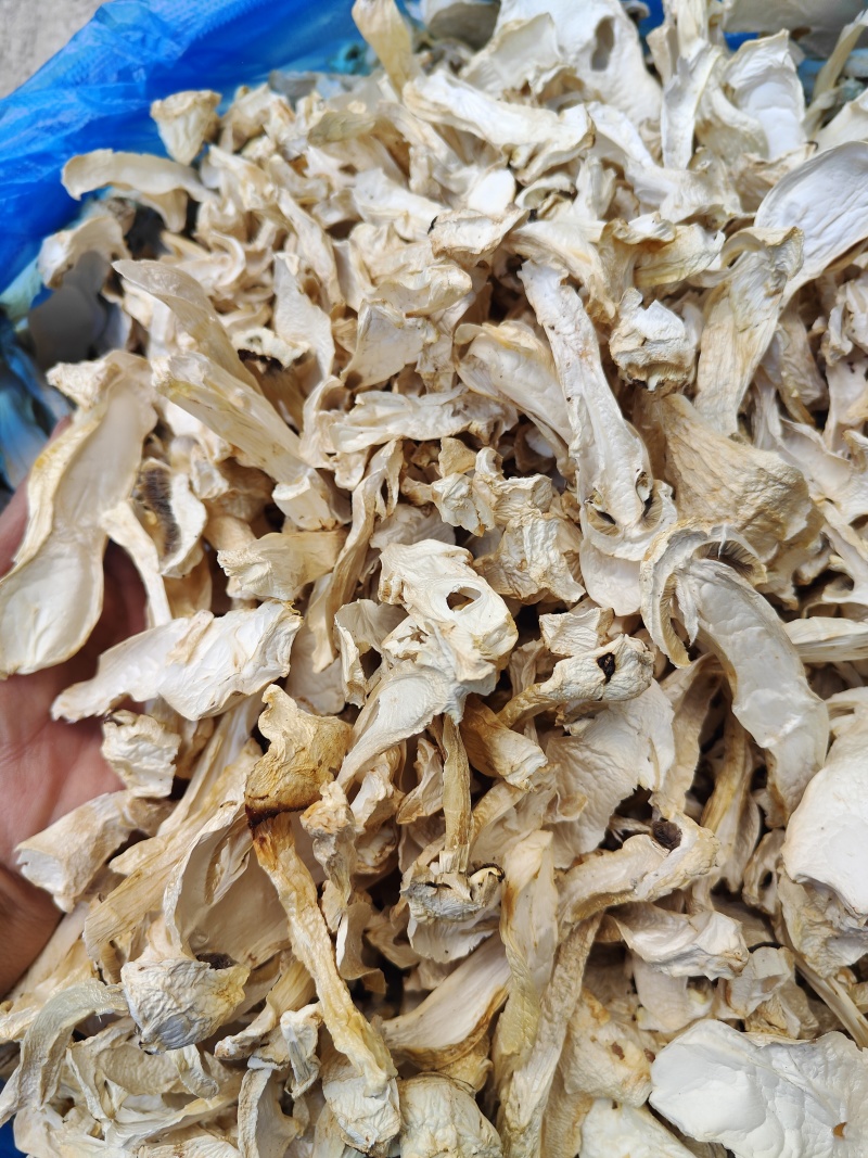 云南大球盖菇_干货