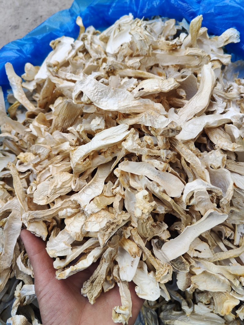 云南大球盖菇_干货