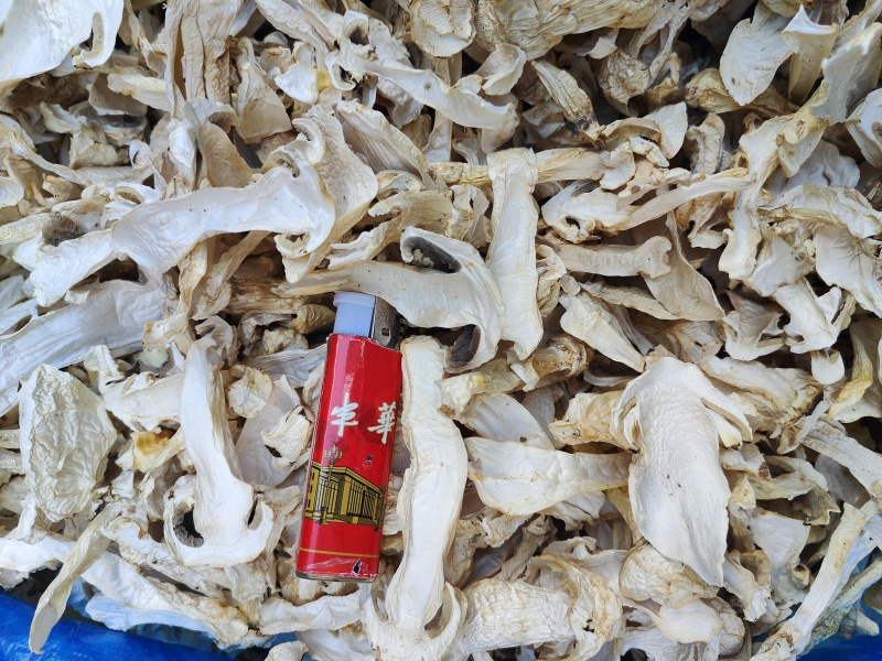 云南大球盖菇_干货