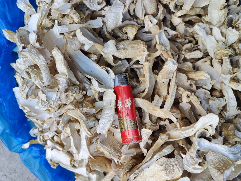 云南大球盖菇_干货