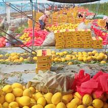 海南产地直发各种品种哈密瓜