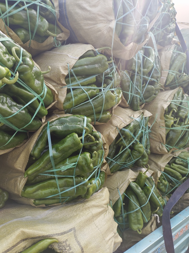 三0一，，，大量供货，质量好面积大，产地直发