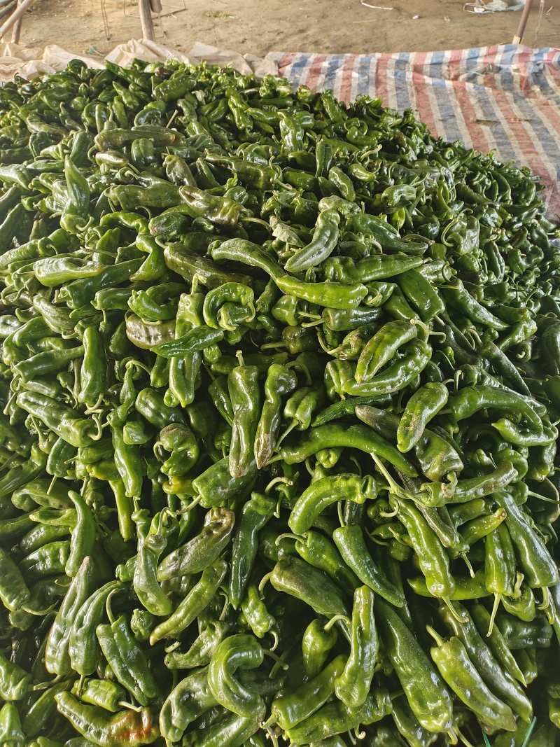 三0一，，，大量供货，质量好面积大，产地直发