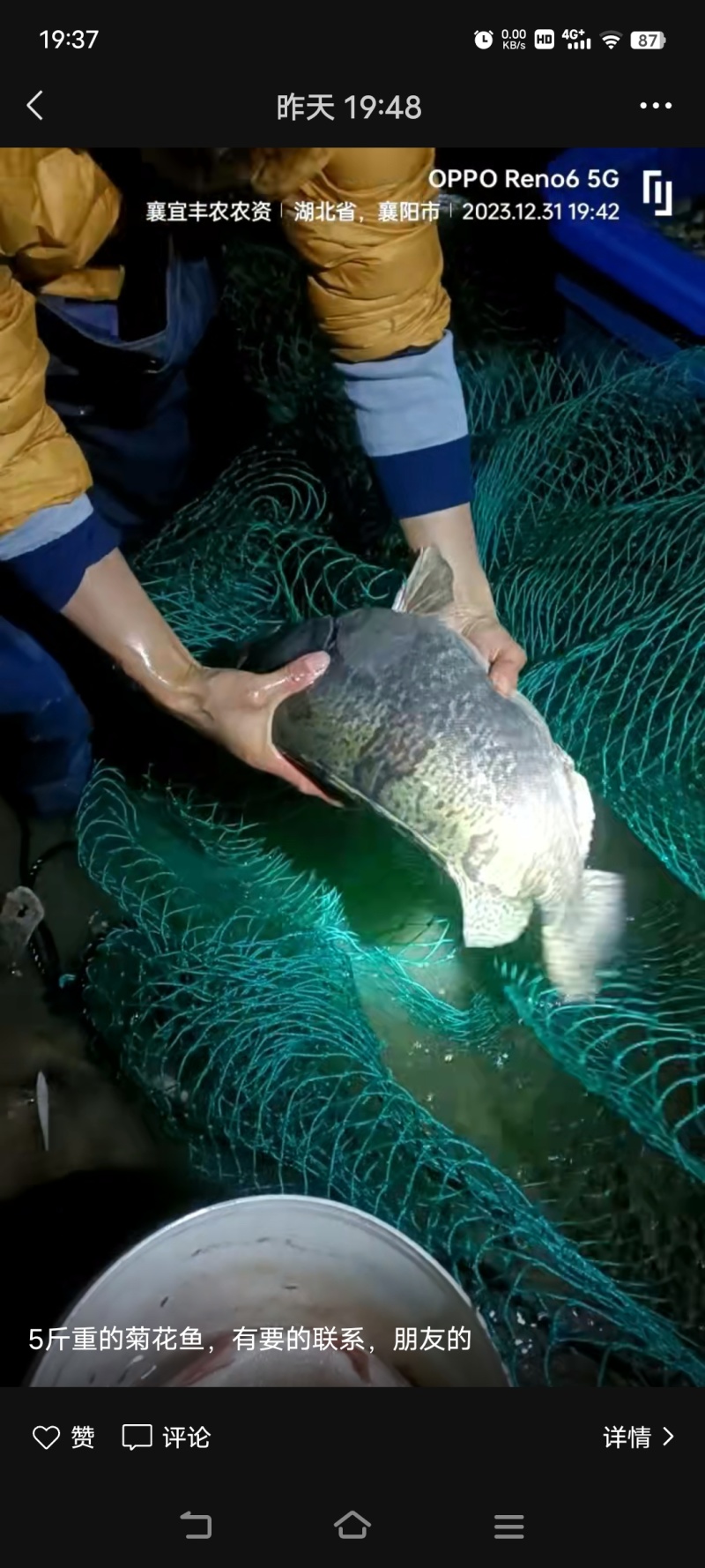 大桂鱼