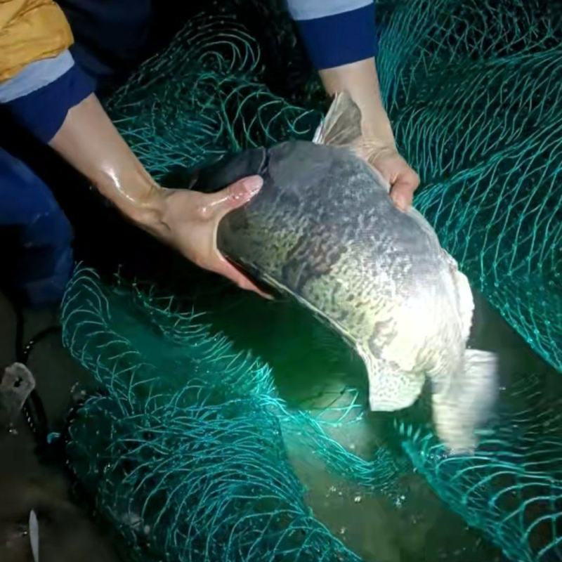 大桂鱼