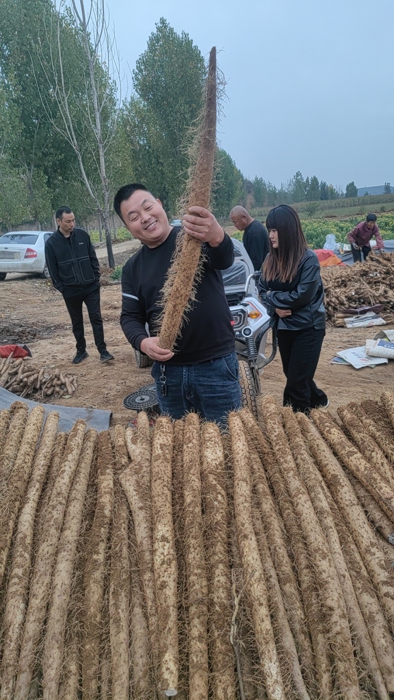 2023大名白玉山药新白玉山药上市了，价格合适，欲购从速