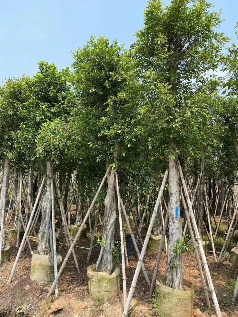 小叶榕