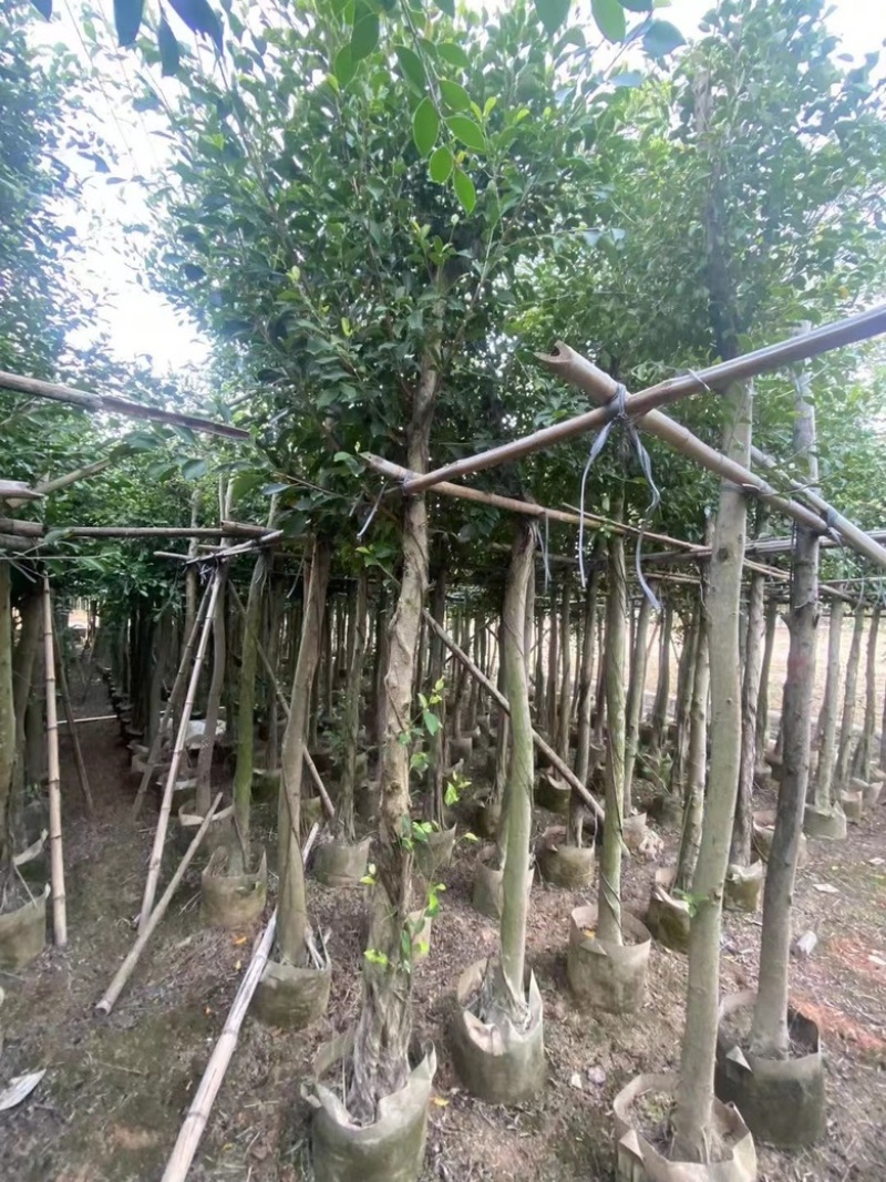 小叶榕