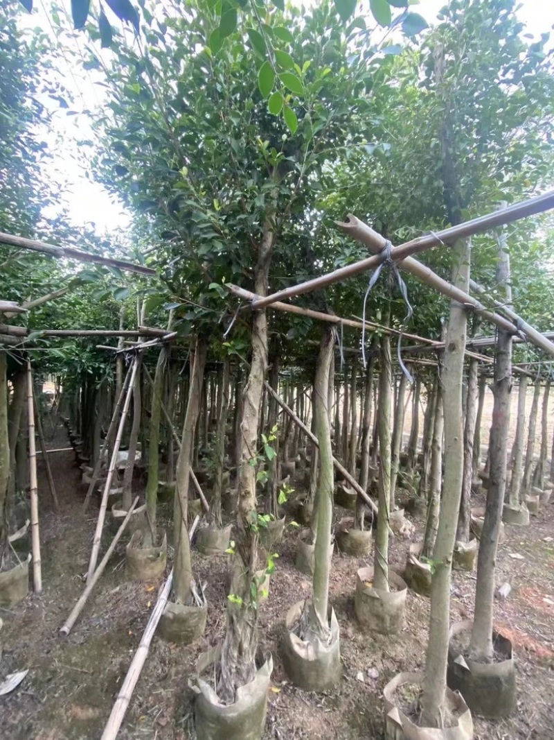 小叶榕