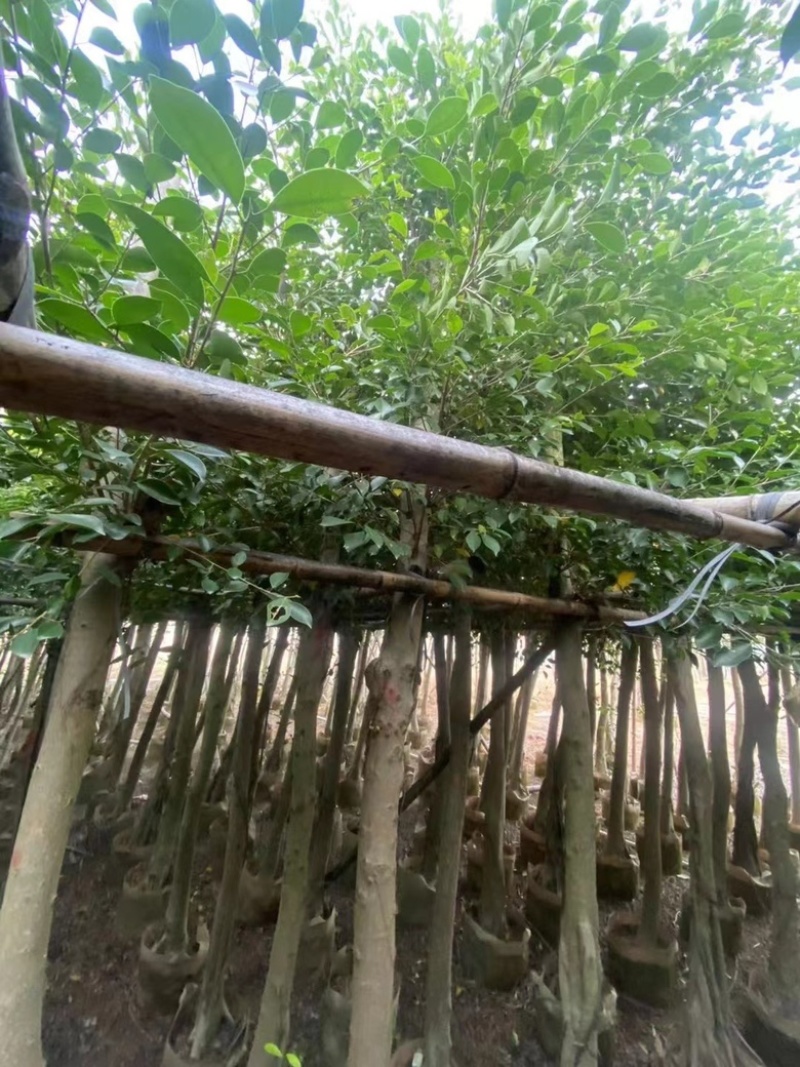 小叶榕