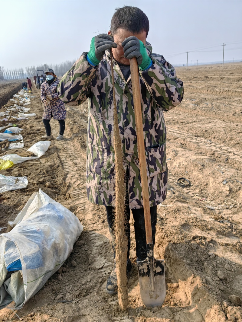 山药豆精品上市了需要的联大名白玉新山药豆已经开始了