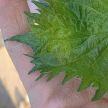 青叶紫苏精品通货盐渍都有现在冬天还有
