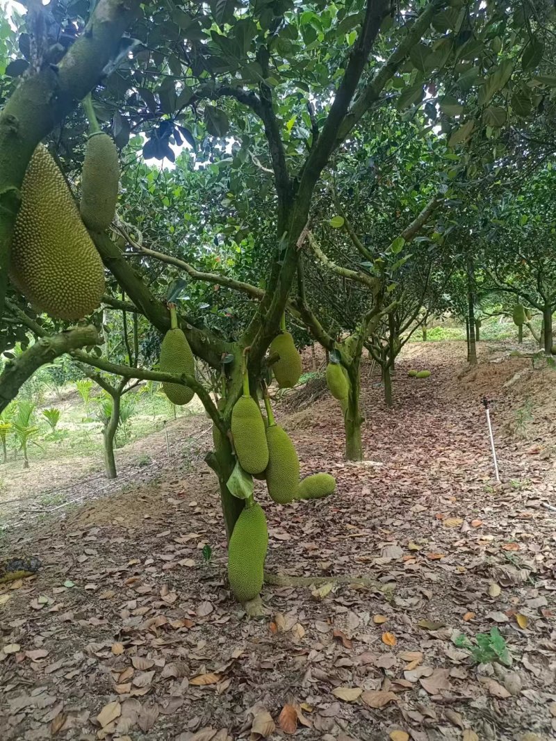 大量产地直供海南菠萝蜜马来西亚一号果通货接货南阳唐河